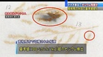 赤丸部分がセシウム.jpg